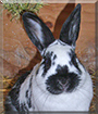 Name:  large.jpg
Views: 176
Size:  14.6 KB