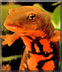 Name:  large (1).jpg
Views: 134
Size:  15.9 KB