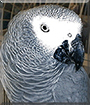 Name:  large.jpg
Views: 129
Size:  12.7 KB