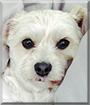 Name:  large (1).jpg
Views: 166
Size:  10.3 KB