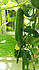 Click image for larger version. 

Name:	cuke1.jpg 
Views:	61 
Size:	55.3 KB 
ID:	60795