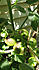 Click image for larger version. 

Name:	tomato1.jpg 
Views:	58 
Size:	67.2 KB 
ID:	60796