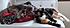 Click image for larger version. 

Name:	tortie3.jpg 
Views:	99 
Size:	59.7 KB 
ID:	60809