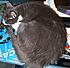 Click image for larger version. 

Name:	monblob.jpg 
Views:	144 
Size:	44.8 KB 
ID:	60863