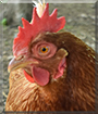 Name:  large1.jpg
Views: 95
Size:  13.1 KB