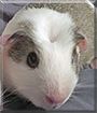 Name:  large (1).jpg
Views: 143
Size:  10.5 KB