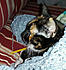 Click image for larger version. 

Name:	mincroch.jpg 
Views:	103 
Size:	38.3 KB 
ID:	60927