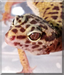 Name:  large (1).jpg
Views: 95
Size:  11.9 KB