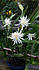Click image for larger version. 

Name:	cactus.jpg 
Views:	55 
Size:	93.9 KB 
ID:	60993