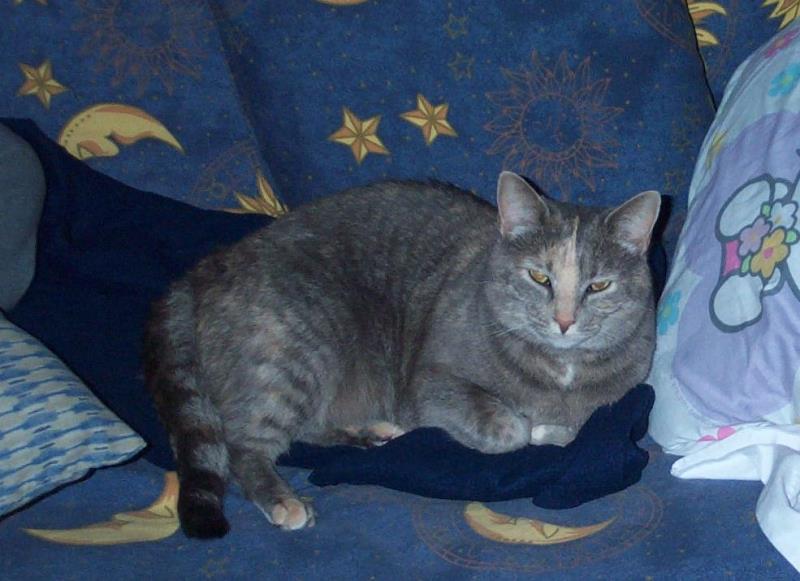 Name:  Ms kitty3.jpg
Views: 136
Size:  60.9 KB