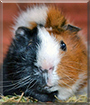 Name:  large.jpg
Views: 142
Size:  13.1 KB