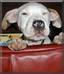 Name:  large.jpg
Views: 139
Size:  11.7 KB