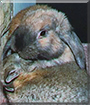 Name:  large.jpg
Views: 151
Size:  13.1 KB