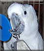 Name:  large (1).jpg
Views: 126
Size:  12.8 KB