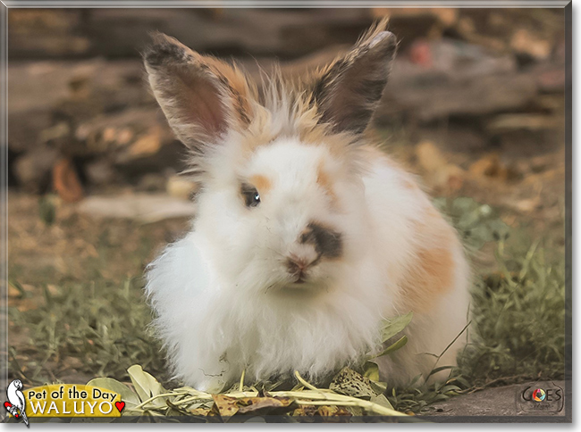 Name:  27.jpg
Views: 90
Size:  190.0 KB