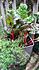 Click image for larger version. 

Name:	swissch.jpg 
Views:	57 
Size:	165.8 KB 
ID:	61077