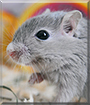 Name:  large (1).jpg
Views: 120
Size:  11.9 KB