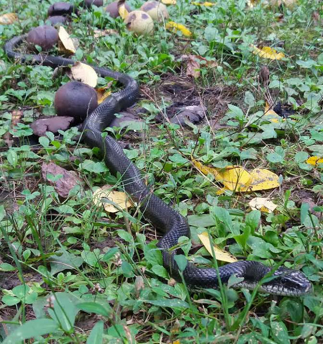 Name:  snake1.jpg
Views: 190
Size:  222.7 KB