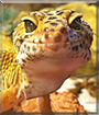 Name:  large.jpg
Views: 146
Size:  14.9 KB