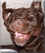 Name:  dog.jpg
Views: 165
Size:  13.3 KB
