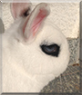 Name:  large (1).jpg
Views: 272
Size:  9.3 KB