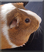 Name:  large (1).jpg
Views: 172
Size:  11.8 KB