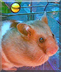 Name:  large (1).jpg
Views: 177
Size:  15.7 KB
