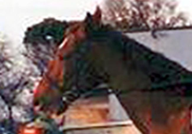 Name:  horse.jpg
Views: 123
Size:  28.1 KB