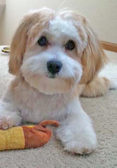 Name:  dog.jpg
Views: 254
Size:  26.8 KB