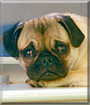 Name:  large.jpg
Views: 202
Size:  12.3 KB