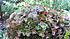 Click image for larger version. 

Name:	sedum1.jpg 
Views:	54 
Size:	188.0 KB 
ID:	61171
