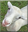 Name:  large (1).jpg
Views: 142
Size:  12.4 KB