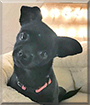 Name:  large (1).jpg
Views: 151
Size:  11.7 KB