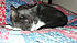 Click image for larger version. 

Name:	ny1.jpg 
Views:	152 
Size:	69.3 KB 
ID:	61367