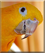 Name:  large (1).jpg
Views: 113
Size:  11.5 KB
