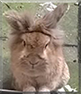 Name:  large (1).jpg
Views: 126
Size:  9.9 KB