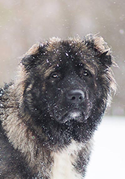 Name:  dog.jpg
Views: 194
Size:  37.8 KB