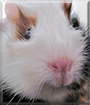 Name:  large (1).jpg
Views: 129
Size:  9.8 KB