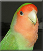 Name:  large (1).jpg
Views: 130
Size:  11.3 KB