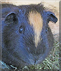 Name:  dog.jpg
Views: 136
Size:  12.6 KB