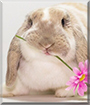 Name:  large (1).jpg
Views: 162
Size:  10.2 KB