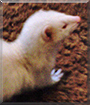Name:  large (1).jpg
Views: 144
Size:  14.9 KB