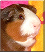 Name:  large (1).jpg
Views: 138
Size:  13.5 KB