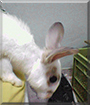 Name:  large.jpg
Views: 116
Size:  11.7 KB