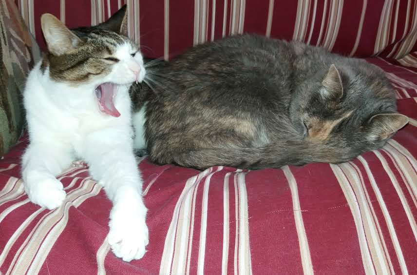 Name:  lazy.jpg
Views: 142
Size:  53.7 KB