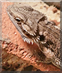 Name:  large (1).jpg
Views: 103
Size:  14.1 KB