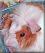 Name:  large (1).jpg
Views: 98
Size:  12.9 KB