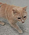 Click image for larger version. 

Name:	creamy.jpg 
Views:	118 
Size:	39.8 KB 
ID:	61620
