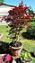 Click image for larger version. 

Name:	tree1.jpg 
Views:	122 
Size:	44.8 KB 
ID:	61673