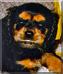 Name:  large.jpg
Views: 126
Size:  15.3 KB